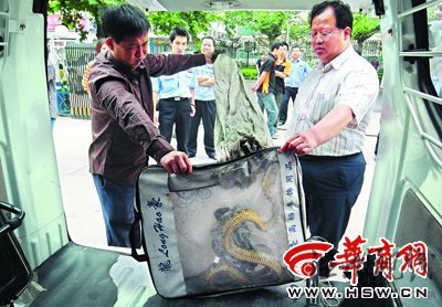 近2米长花蛇盘踞在人行道树杈上捕鸟(组图)