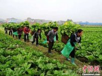 蔬菜滞销“菜贵伤民、菜贱伤农”菜农为少赔钱铲掉