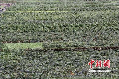 湖北兴山遭受特大暴风雨 庄稼农房损毁严重