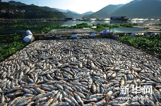 宁德古田死鱼