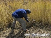 青海冷空气 阴雨影响小麦、油菜成熟期和收割期被迫