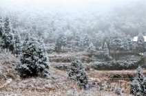 文成泰顺山区第一场雪 温州2011年的第一场雪?