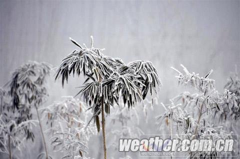 河北保定现雾凇美景（组图）