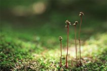 今天3月12日又到一年植树节 树儿成活看天气