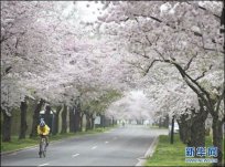 3月23日华盛顿樱花节开幕 真是樱花开放的好天气