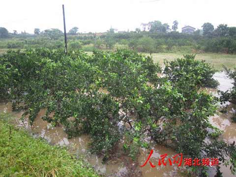 湖北宜昌夷陵遭特大暴雨袭击 损失1500万元