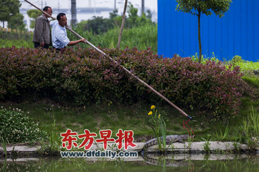 上海河道惊现鳄鱼