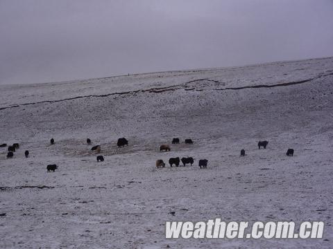 青海南部大雪低温齐袭 道路结冰交通事故频发