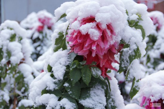 齐齐哈尔下雪了