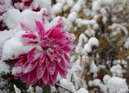 齐齐哈尔下雪了