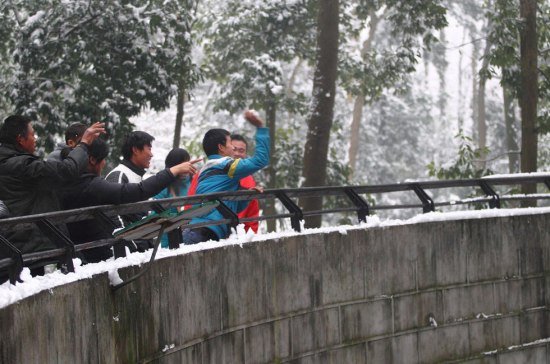 杭州动物园雪球砸狮子