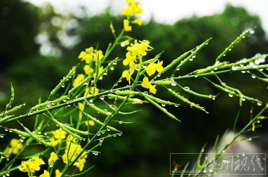 阳台上的芥菜花