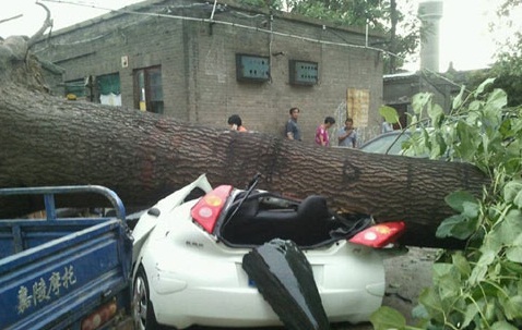 山西暴雨来袭 运城大树被连根拔起