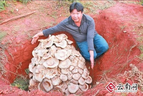 世界最大蘑菇，云南玉溪发现野生食用菌巨大口蘑重达82.8公斤