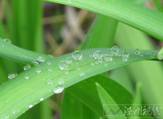 白露节气