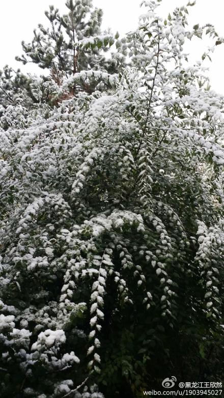 双鸭山下雪了 10月3日黑龙江双鸭山迎来今年第一场雪