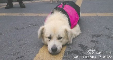 忠犬旺财被主人遗弃 每天在小区门口痴等主人