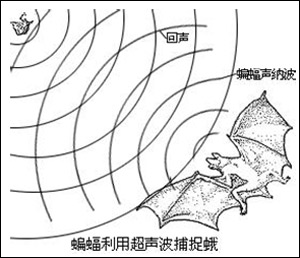 全球气候变暖造成蝙蝠捕食困难