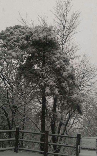 浙江下雪了，2013年冬季浙江湖州安吉第一场雪