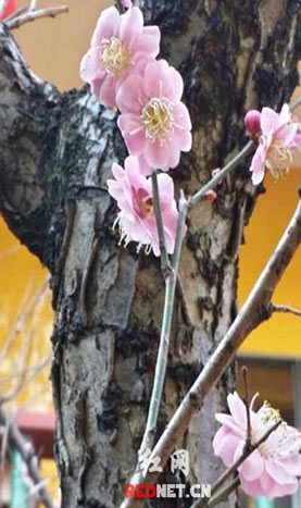 今年天气反常，正月初二长沙桃花盛开