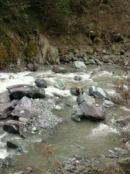 黑水河自然保护区发现野生大熊猫