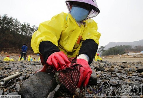 工人在对受污染海岸做清理