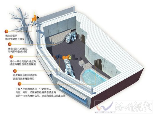 男子跳进老虎园图片