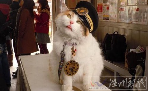 日本一火车站站长是一只猫 猫站长马上就要15岁了