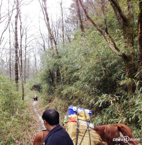 三官庙路遇野生大熊猫