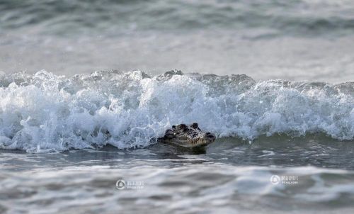 澳大利亚鳄鱼冲浪