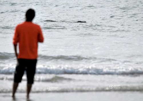 澳大利亚鳄鱼冲浪