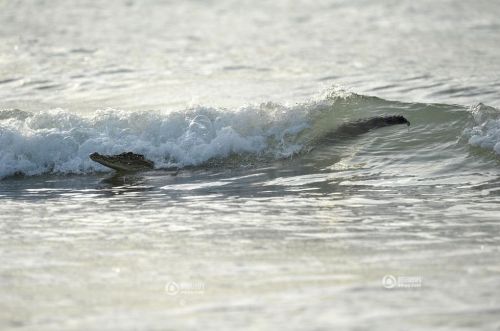 澳大利亚鳄鱼冲浪