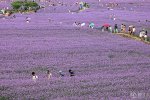 温岭马鞭草 温岭马鞭草在哪里 温岭马鞭草基地在城