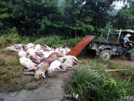 湖南171头猪遭雷击死亡