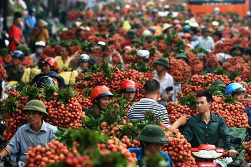 中国不买越南荔枝，越南荔枝卖不出去了