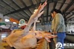 浙江h7n9最新消息 2014年7月1日起浙江设区市活禽市场