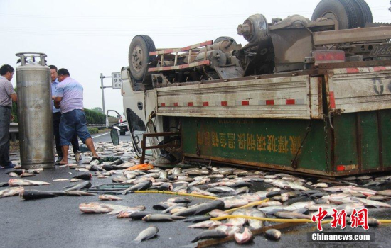 高速上货车仰翻一车活鱼撒满地