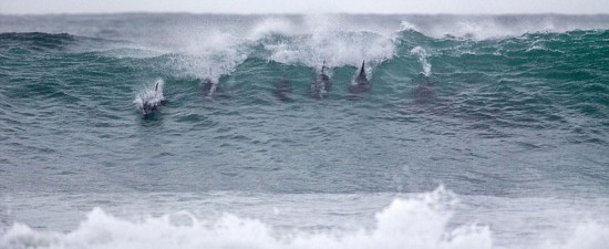 海豚闯冲浪比赛