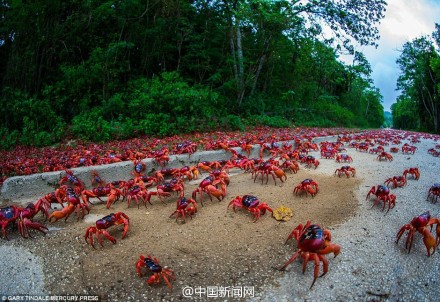 澳洲红蟹大迁徙