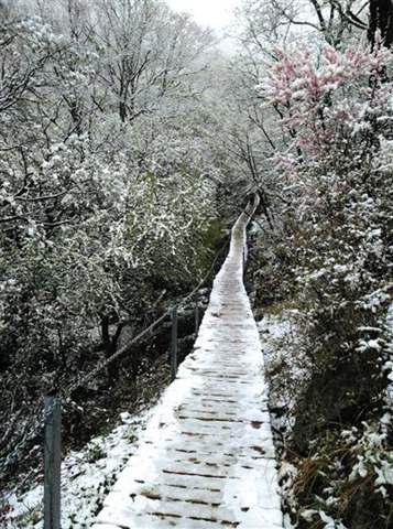 北京灵山五月飘雪，2015年5月9日北京灵山风景区下雪了