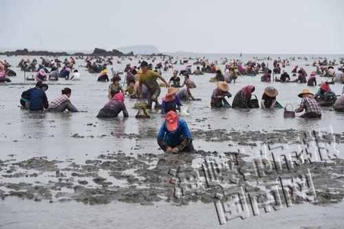 泉州惠安养殖基地油蛤哄抢