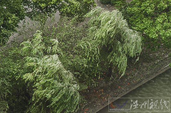 温州刮台风不下雨，天气还很好。