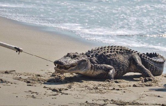 美国南卡罗来纳州海滩惊现鳄鱼冲浪