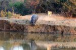 河马和狮子谁厉害 1头河马遭遇两头狮子猎杀跳河逃