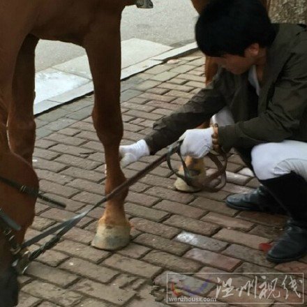 宝马轿车被真马踢坏