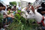 租只山羊来除草 山羊除草在日本大受欢迎