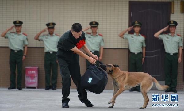 老兵退伍警犬舍不得咬住行李不放