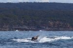 海豹骑着鲸鱼冲浪