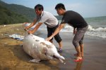 内伶仃岛南湾海滩一头中华白海豚搁浅死亡