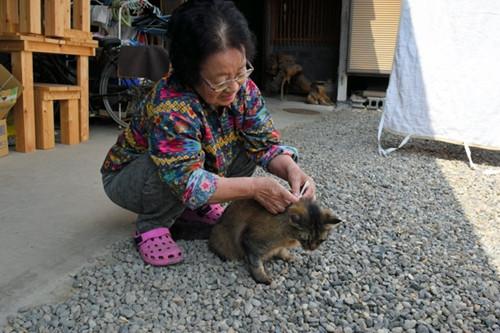 日本猫咪当信使